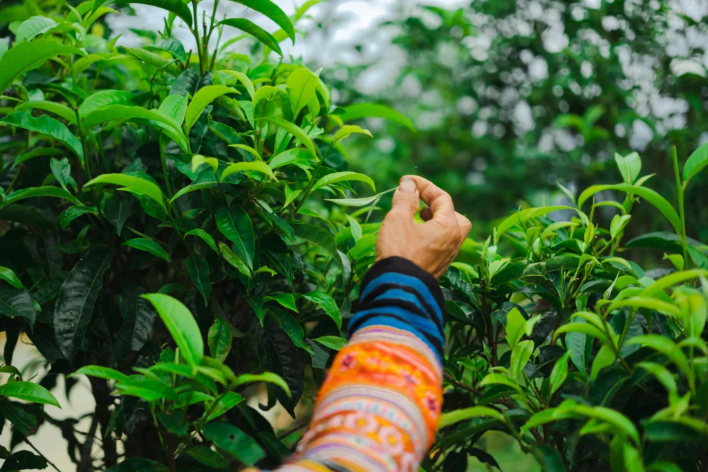 Trà Shan Tuyết của Dragon Tea Suối Giàng – Từ Di Sản Tự Nhiên Đến Liệu Pháp Nuôi Dưỡng Thân – Tâm – Trí